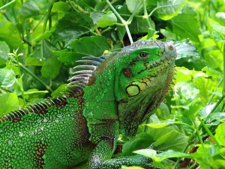 --- L'iguane vert ---